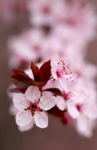 Sakura Flor Rosa ( Arbol Cerezo Japonés ) Injerto | MercadoLibre
