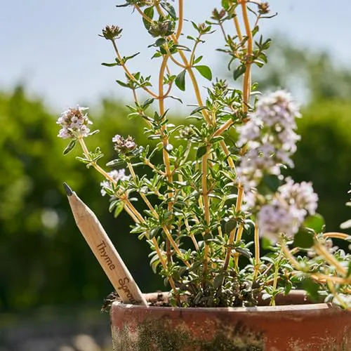 Lápices Plantables Sproutworld | Caja De Jardín | Madera | P