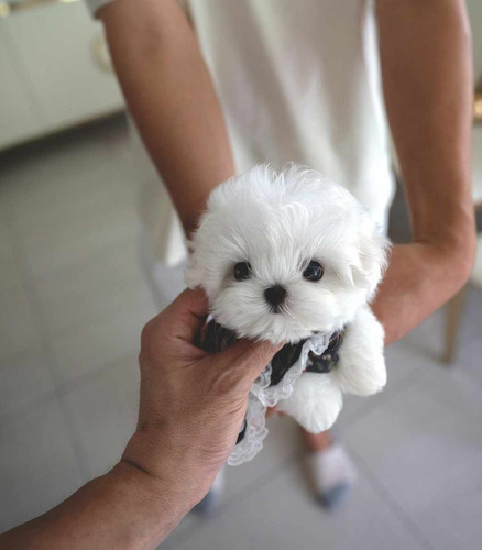 Cachorros French Poodle