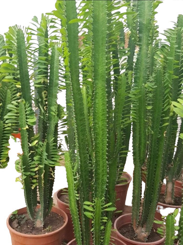 Eufhoria, Cactus Arbol De Leche, 60cm .tambien Llama Trigona