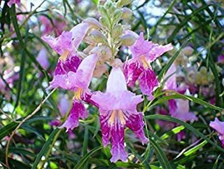 Desert Willow Tree Seeds Más De 25 Semillas Para Cultivar He