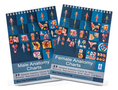 Blue Tree Publishing Tabla Anatomia Femenina Masculina