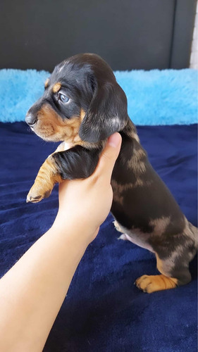 Dachshund Arlequín