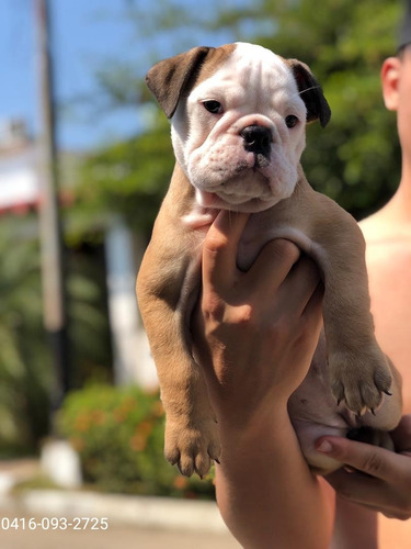 Imagen 4 de 4 de Cachorra Bulldog Ingles Pura Genetica