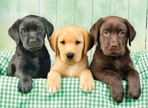 Imagen 2 de 2 de Rompecabeza Puzzle Three Labs Perros X 1000 Clementoni Full