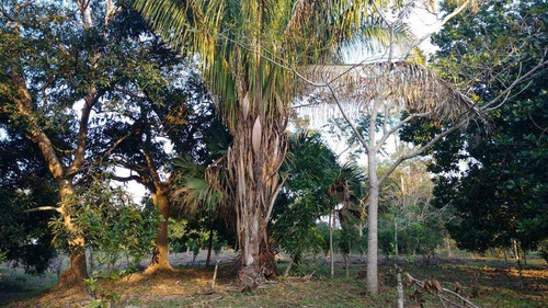 Venta Terreno 5000 M2 Frente Al Estero De Juana Moza Tuxpan Veracruz