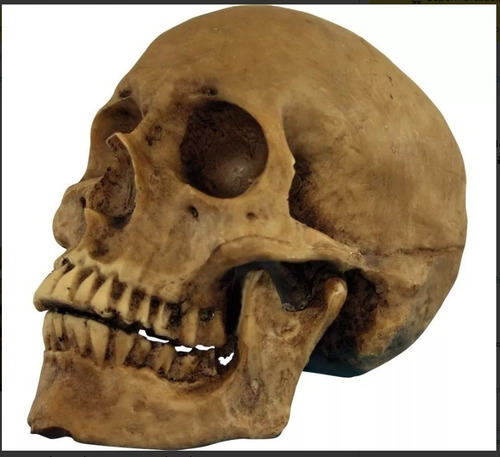 Craneo Humano De Resina, Mandíbula Articulada