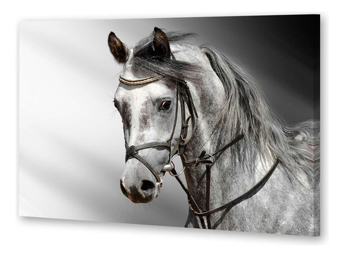 Cuadro 16x24cm Caballo Gris Foto Blanco Negro M1