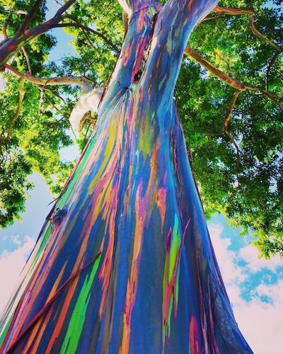 Árbol De Eucalipto Arcoíris , Especie Única