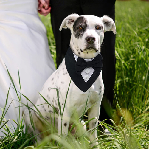 Esmoquin Para Perro, Pañuelo Formal Boda, Collar Para Perro