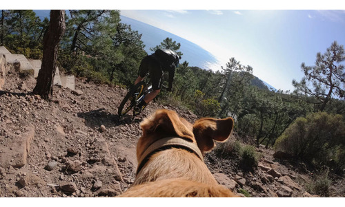 Arnes Para Perros Gopro Adogm-001 Fetch Dog Color Negro