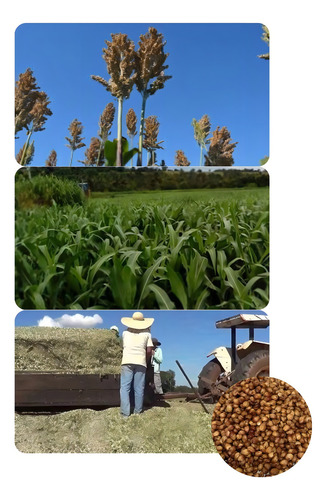 Sorgo Forrageiro Gigante Santa Elisa 6kg Sementes