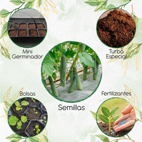 50 Semillas Orgánicas De Pepino + Kit De Germinación