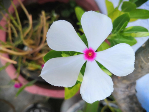 Vinca