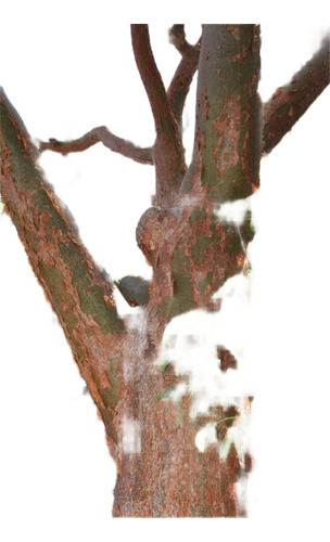 Bursera Simaruba Copal, Bonsai 30 Esquejes Para Plantar