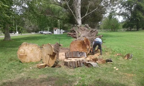 Poda Y Extraccion De Arboles Zona Sur