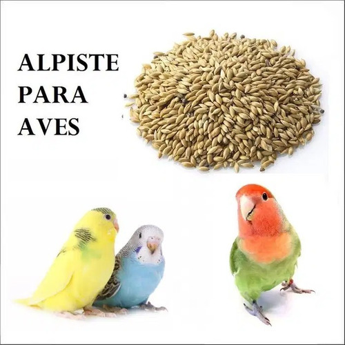 Imagen 5 de 6 de Alpiste Premium 25 Kg Bolson Criadero Toreanso Comida