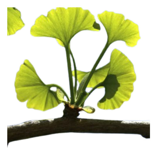 Plantas De Ginkgo Biloba