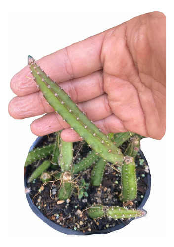 Selenecereus 10 Cortes Fazer Porta Enxerto Para Microenxerto