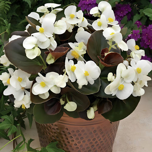Kit 15 Mudas Begonia Cerosa - Folha Bronze - Cores Sortidas