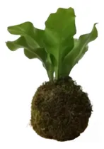 Comprar Kokedama Helecho Asplenium - Plantas De Interior 
