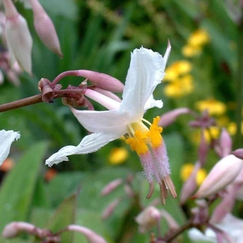 Lírio Rocha N. Zelândia Floração Aromática Sementes P/ Mudas