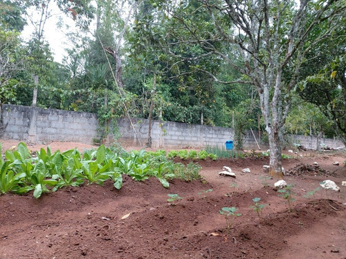 Imagem 18 de 29 de Oportunidade Chacara Biuna 2.000 M Casa,pomar,horta E Murada