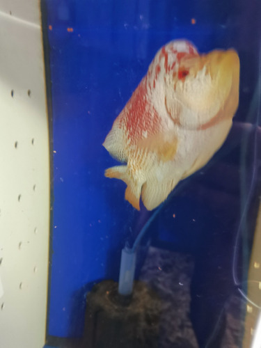 Golden Base Flowerhorn 23 Cm Macho Fertil