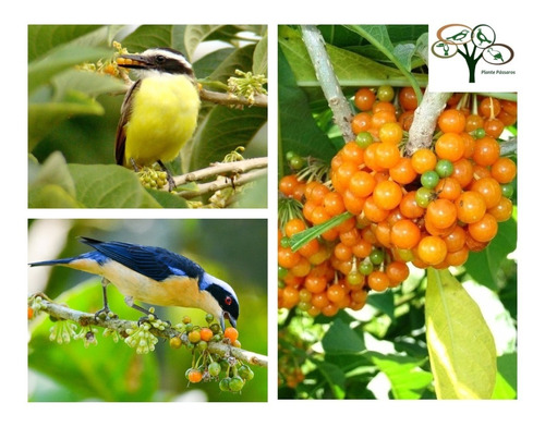 Imagem 1 de 5 de 50 Sementes Fruta De Sabiá P/ Mudas - Atrai Pássaros
