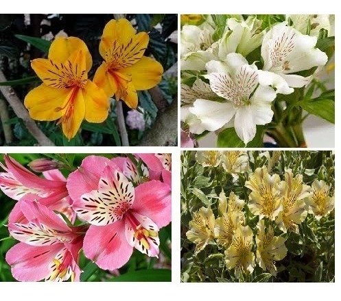 Flores De Astromelia Varios Colores | MercadoLibre