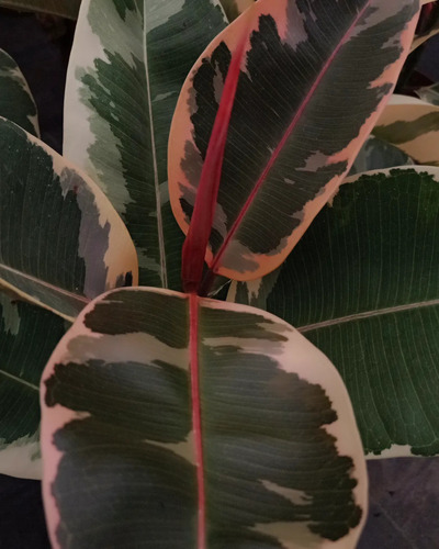 Ficus Elástica Variegado Planta De Interior 