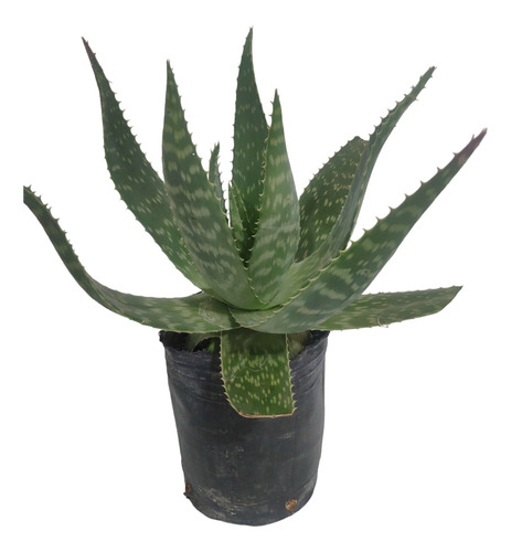 Aloe Vera Saponaria