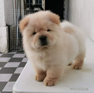 Venta Perros En Guadalajara Chow Chow Mercadolibre Com Mx Venta Perros En Guadalajara Chow Chow Mercadolibre Com Mx