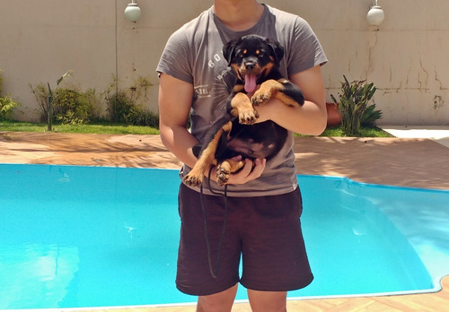 Rottweiler_ Alto Padrão _ Frete Grátis_ Ninhada 04.04.20