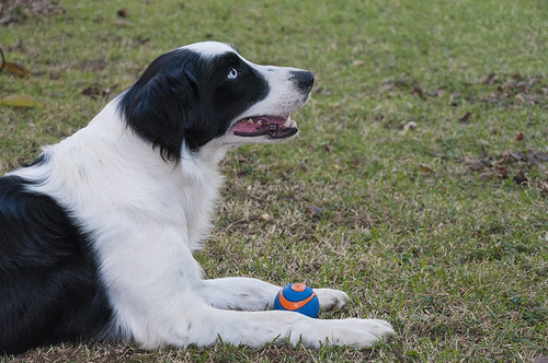 Imagen 5 de 8 de Chuckit! Ultra Squeaker Ball Medium