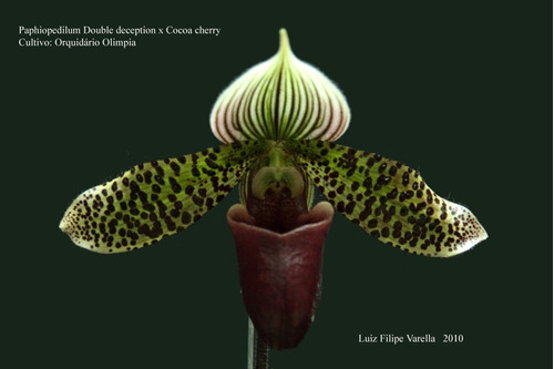 Orquídea Sapatinho Paphiopedilum Samba Deception X Cocoa Che | Parcelamento  sem juros