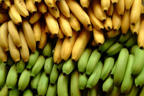 Se Venden Plantas De Platano Roatan