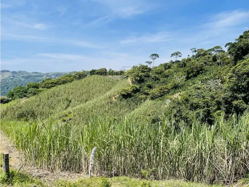 Se Vende Finca Productiva En San Roque, Antioquia.