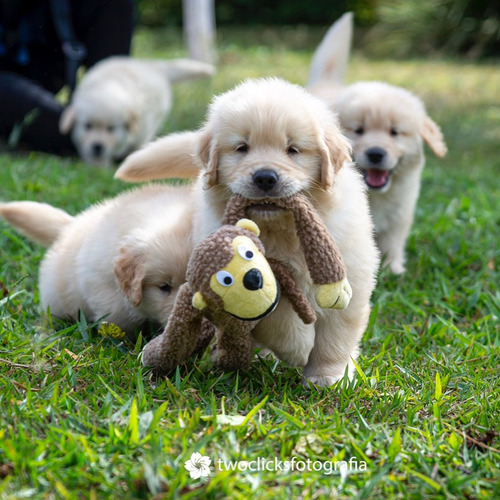 Golden Puros Elegilo, Criadero Golden Retriever Argentina