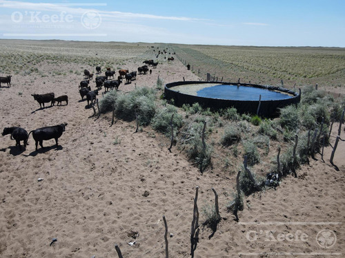 Campo En Venta De 28.000 Has En Gral Alvear, Mendoza. Armado De Cría/recría