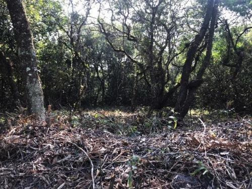 Imagem 4 de 4 de Terreno Na Praia Em Itanhaém Com 250m² 6507