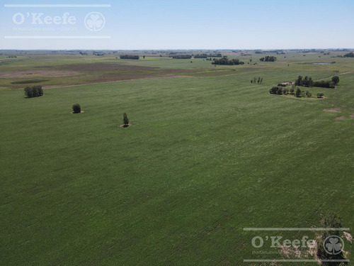 Imagen 6 de 11 de Campo En Venta - Chivilcoy 450 Has- 70% Agrícola Con Frente Sobre Ruta