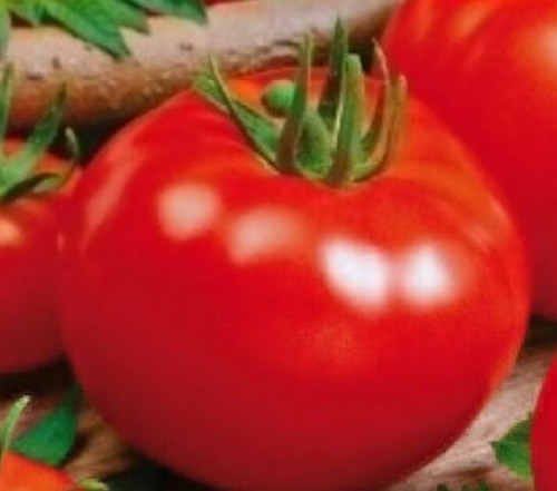 100 Semillas Tomate Enano+ Instructivo 
