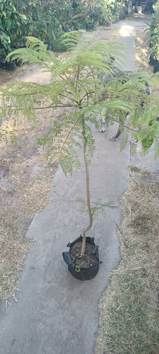 Árbol Autóctono Jacaranda.