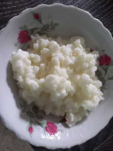 Kefir De Leche (hongos Para Realizar Yogurt)