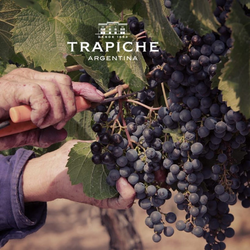 Imagen 4 de 10 de Vino Trapiche Costa & Pampa Pinot Grigio 750ml.