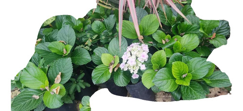 Planta Hortensia 