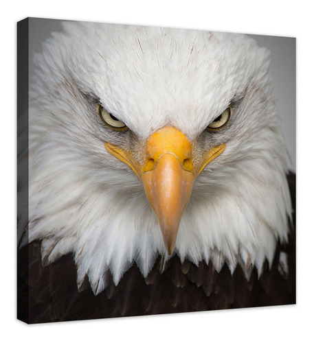 Cuadro Decorativo Canvas Moderno Aguila Calva N° 2 50x50cm Color Natural Armazón Natural