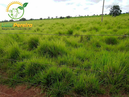 Imagem 3 de 15 de Fazenda À Venda Em Formoso Do Araguaia-to - 1.771 Hectares (dupla Aptidão) - 1618