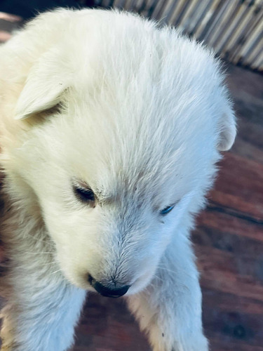 Imagen 4 de 8 de Ovejero Blanco Puro Padres Con Pedigree Pastor Suizo Dispon